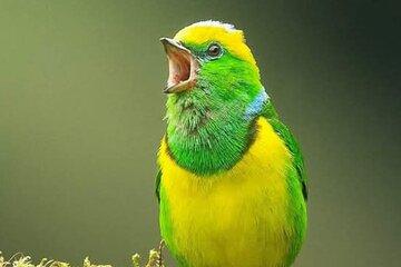 Birdwatching Tour in the Wildlife of Monteverde
