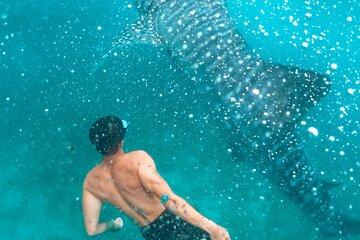 Cebu Oslob Whale Sharks, Sumilon Island, Tumalog Falls Tour
