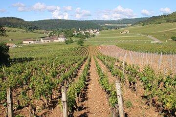 "Wine tasting in Chablis, at the heart of excellence!"