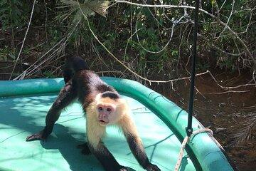 Monkey Island and Rainforest Half Day Shared Tour