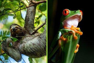 Rainforest Twilight: Sloth Encounters & Night Walk