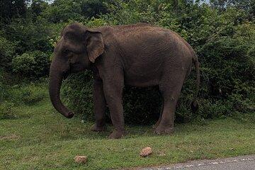Sigiriya Dambulla Wonders Day Trip from Kandy