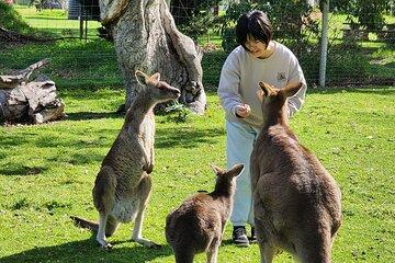 Discover Adelaide Hills Minibus Full Day Tour