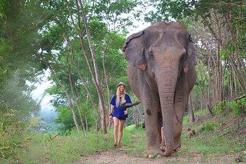 Ethical Elephant Sanctuary Tour from Bangkok & Pattaya