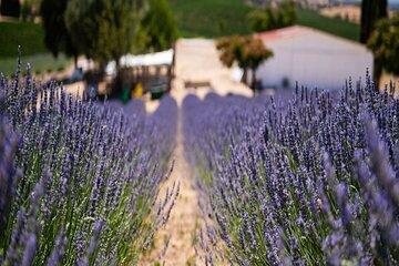 2 Hours Shared Lavender Flowers Picking Experience