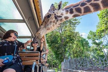 Night Safari Park Ticket Chiang Mai