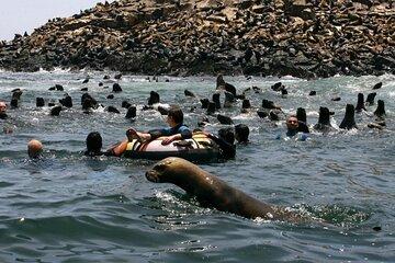 Palomino Islands Speedboat Tour and Swim with Sea Lions