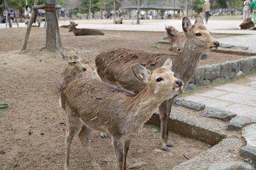 Nara English Guided Walking Tour (All Entrance Fee Included)