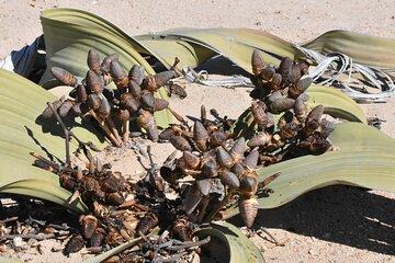 Welwitschia and Sandwich Harbour Tour