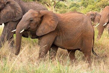 7 Days 6 Nights Wildlife Safari