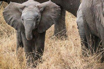 Private 4 Day Epic Mikumi and Udzungwa National Park