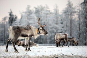 Ruka Reindeer Feeding with Sleigh Ride and Fireside Delicacies