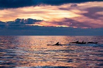 Sunset Dolphin Watching with Marine Biologists