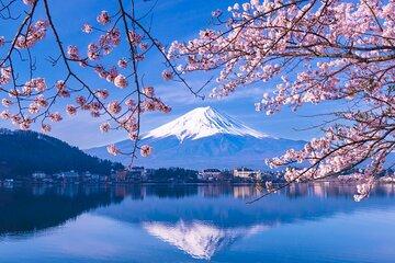Limited Time Yakatabune Cruise Cherry Blossoms and Mt Fuji
