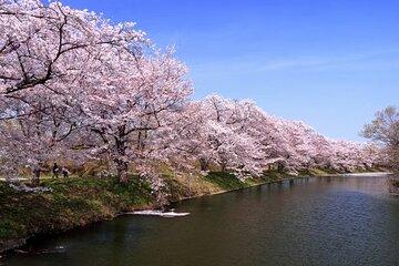 Cherry Blossom Tour South Ibaraki Lunch and Entrance Fee Included