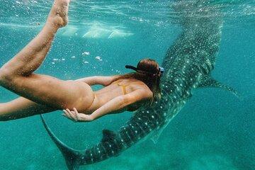 Cebu Oslob Whale Sharks, Sumilon Island, Tumalog Falls Tour