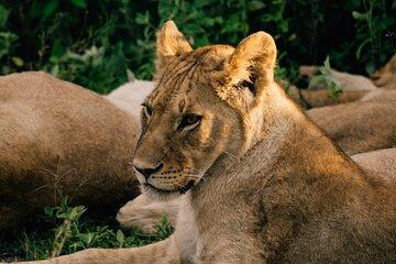 One Day Epic Trip to Mikumi National Park by Sgr Train