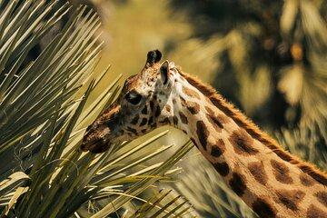 4 day enjoy Udzungwa and Mikumi National Park