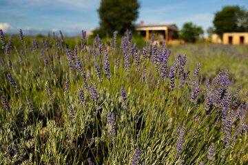 Hvar Lavender Tour - Lavender Fields and Honey Tasting