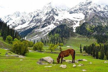 Full day private tour of Srinagar for Kashmir experience