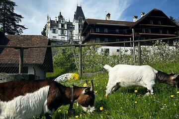Beverly Hills of Lucerne Tour