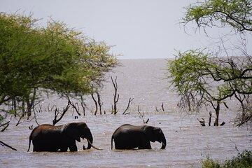 Classic Private Safari in Tanzania 7 Days