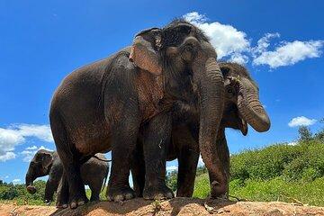 Chiang Mai 1 Day: Elephant Sanctuary, Waterfall & Bamboo Rafting