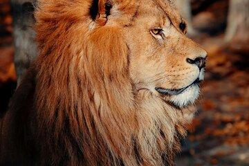 2 Days 1 Night Mikumi Adventure Safaris