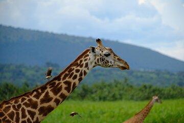 Kigali 1 Day Trip to Akagera National Park