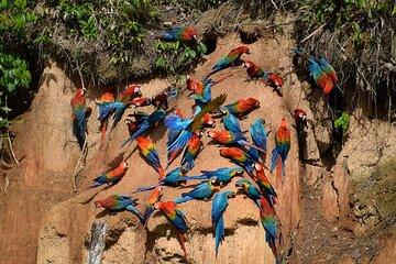 Tambopata Chuncho Macaw Clay Lick - 3 Day Tour