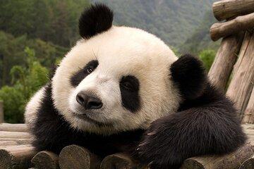 Private Chengdu Panda Half-Day Tour: Immersive & Flexible