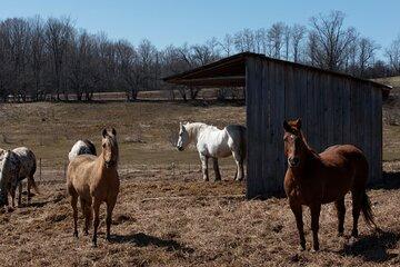 Blue Mountain Day Trip: Wine tasting, Horseback & Outdoor Fun!