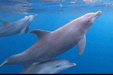 Dolphins Jozani Forest Kuza Cave and the Rock Restaurant Tour