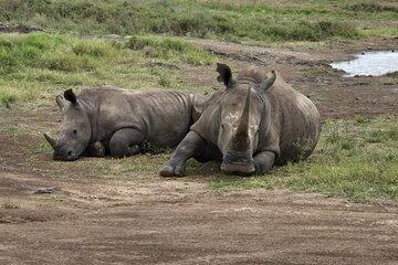 Half Day Safari to Nairobi National Park Excursion