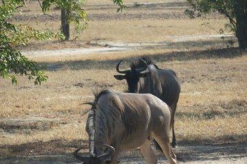 Embark on an Unforgettable Adventure with Rhino Safari Game Drive