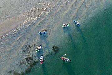 Estuary Escapades: Paddling Stories & Dolphin Watching Adventure