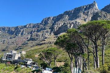 Cape Town Half-Day Table Mountain Tour with Cable Car Ticket