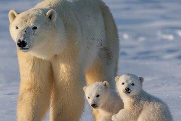 Arctic Wildlife Adventure Ranua Wildlife Park Trip