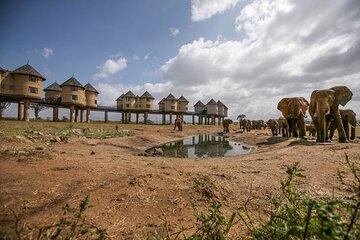 2 Days Private Safari to Salt Lick Lodge from Diani