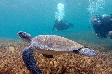 DIVING BATISMO ARVOREDO OU ESTALEIRO by Zimbros Ecotour
