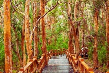 Full Day Cruise to Victoria Island and Arrayanes Forest