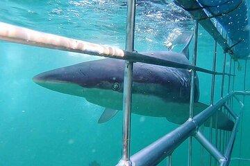 Shark Cage Diving Adventure In Cape Town with scuba