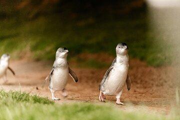 Phillip Island Tour with Italian Guide