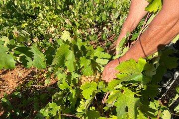 Naxos: Private Wine Three and Half-Hour Experience