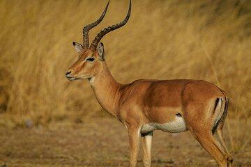 1 Day shared Safari Trip to Mikumi Np from Dar es salaam by Train