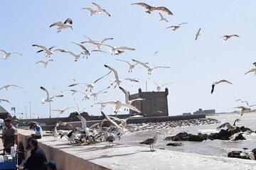 Morocco Essaouira Tour by Minivan
