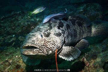 Miri Coral Reef Day Dive