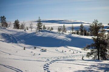 Private: Snowshoeing Safari in spectacular National Park