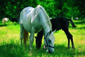 The Cradle of Lipizzaner horses - Half Day Trip from Ljubljana