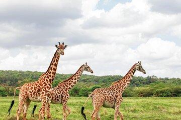 3 Day Kenya Wildlife Small Group Safari from Nairobi